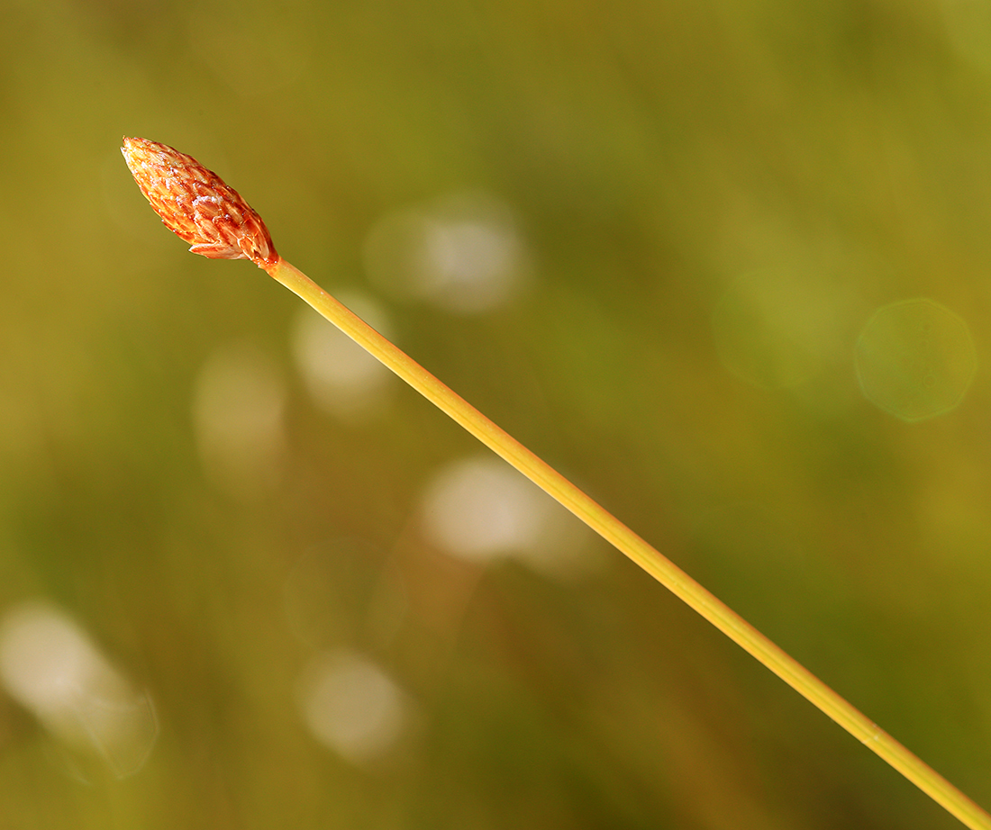 Изображение особи Eleocharis tetraquetra.