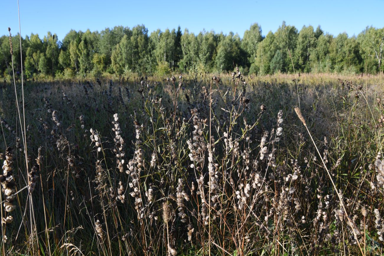 Изображение особи род Rhinanthus.