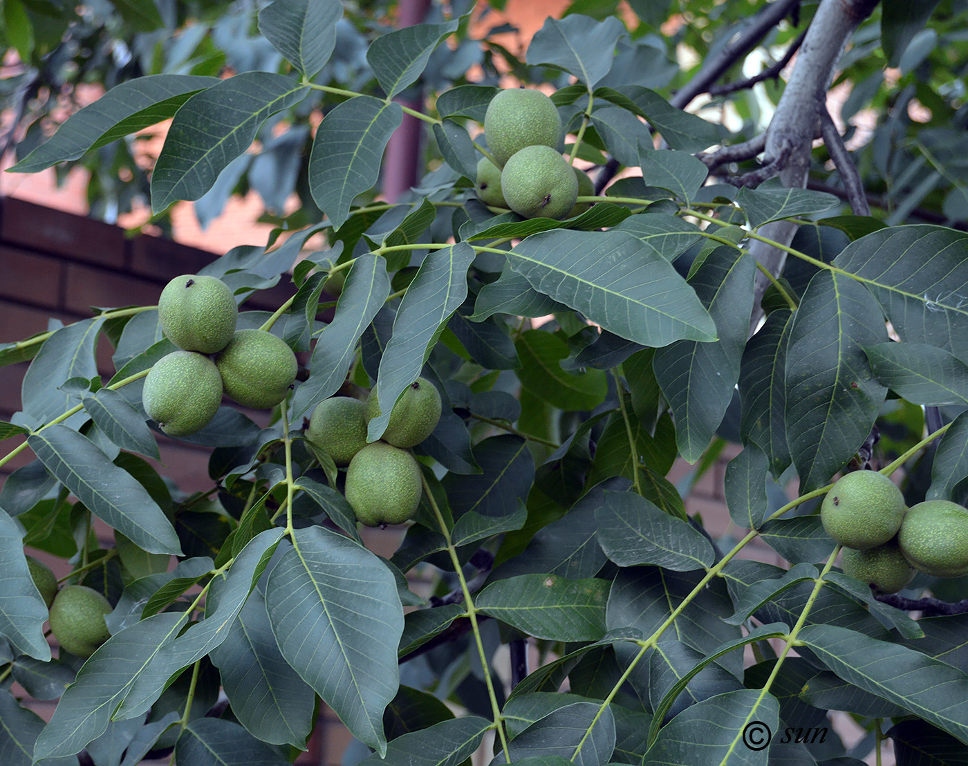 Image of Juglans regia specimen.