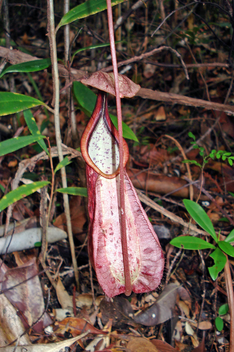 Изображение особи Nepenthes rafflesiana.