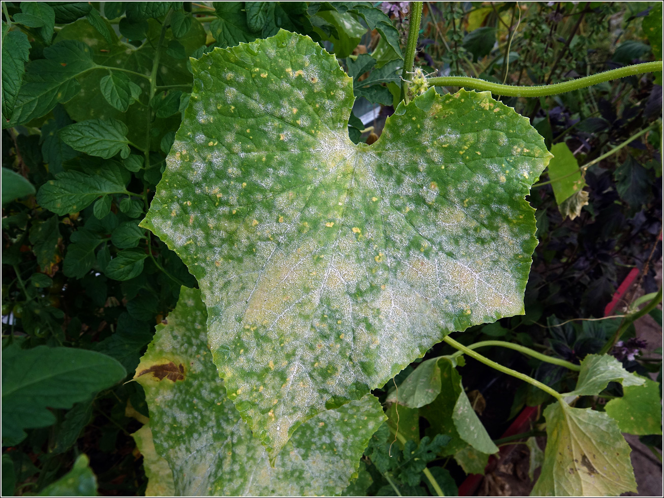 Изображение особи Cucumis sativus.