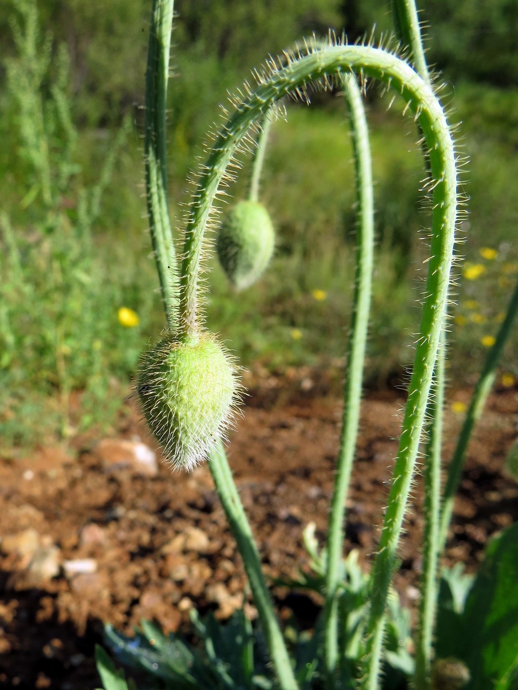 Image of Papaver nudicaule specimen.