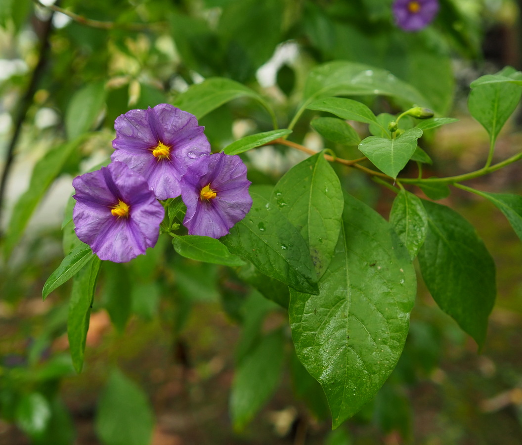 Image of Lycianthes rantonnetii specimen.