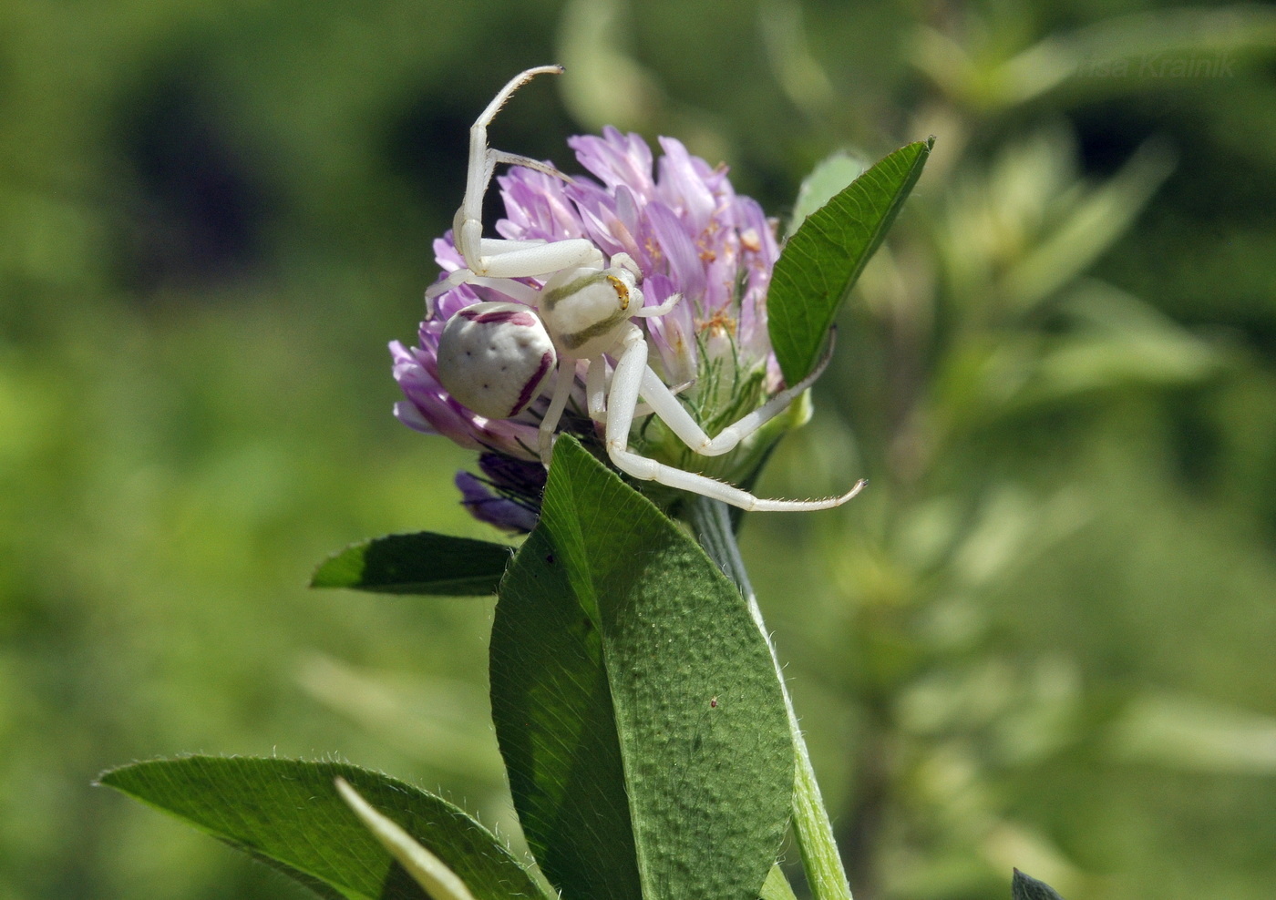 Изображение особи Trifolium pratense.