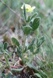 Helianthemum salicifolium. Зацветающее растение. Крым, Бахчисарайский р-н, окр. с. Трудолюбовка, степная поляна в грабинниковом лесу в долине между гг. Баклой и Белой. 07.05.2010.