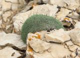 Смотреть изображение Acantholimon korovinii