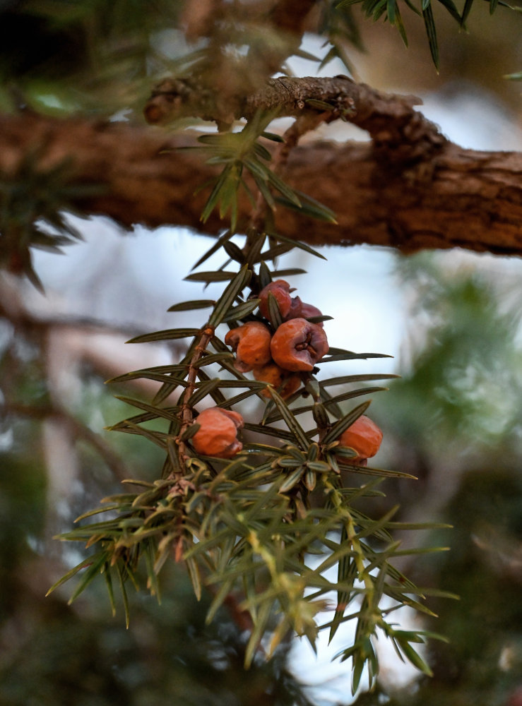 Изображение особи Juniperus oxycedrus.