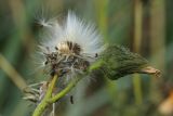 Sonchus humilis. Общее соплодие со зрелой осыпающейся и отцветшей корзинками. Мурманская обл., Кандалакшский р-н, с. Ковда; губа Старцева, приморский луг. 05.08.2022.