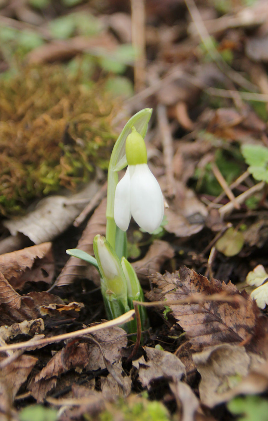 Изображение особи Galanthus plicatus.