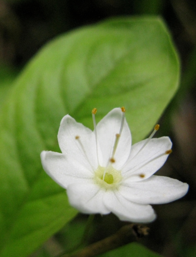 Image of Trientalis arctica specimen.