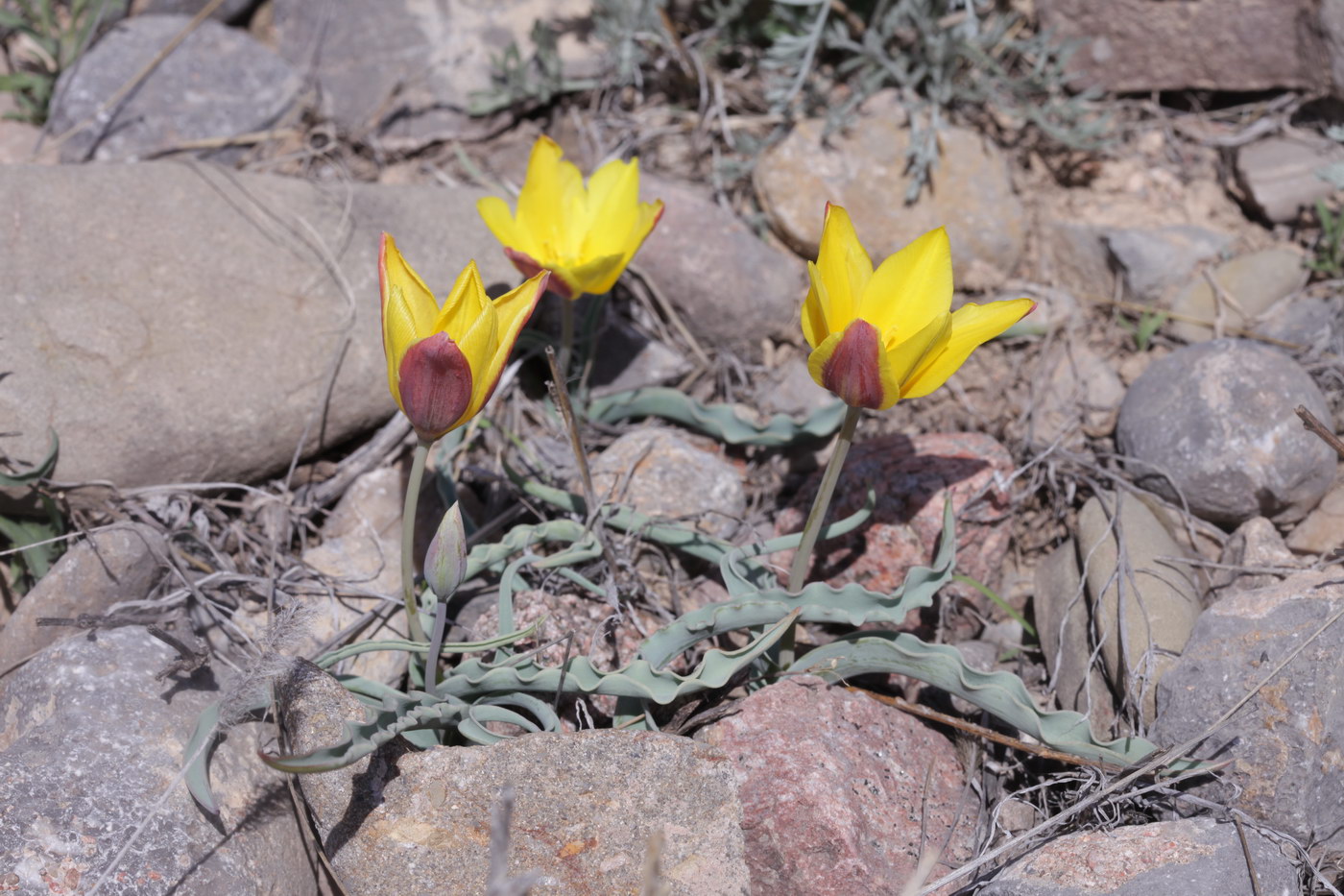 Изображение особи Tulipa toktogulica.