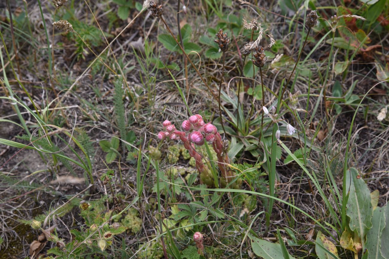 Image of genus Sempervivum specimen.