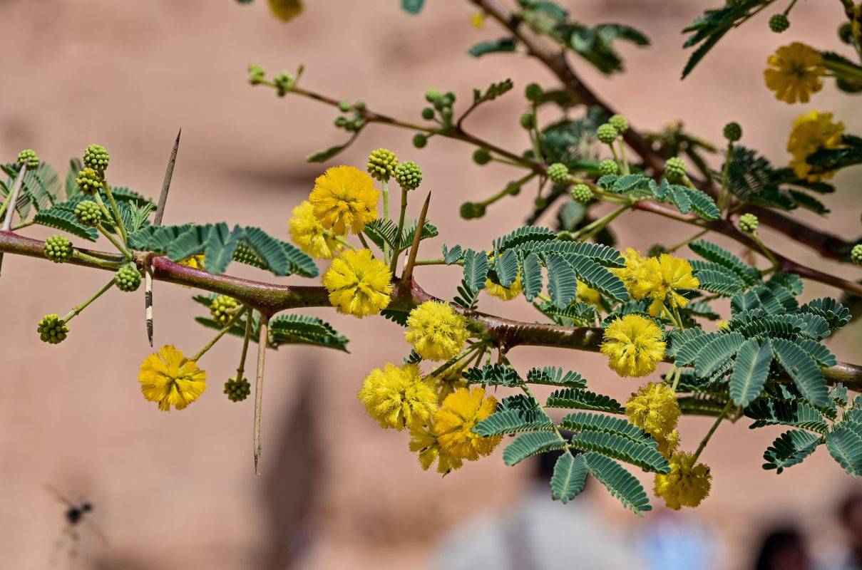 Изображение особи Vachellia nilotica.