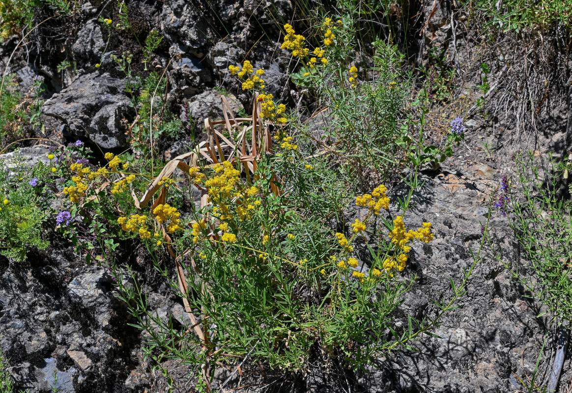 Изображение особи Galium verum.