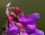 Hedysarum branthii. Верхушка соцветия. Приморский край, Ольгинский р-н, гора Снежная, выс. 1640 м н.у.м., зарастающая каменная россыпь. 25.06.2023.