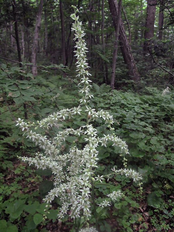 Изображение особи Veratrum dahuricum.