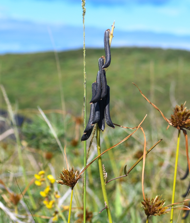 Image of Crotalaria lanceolata specimen.