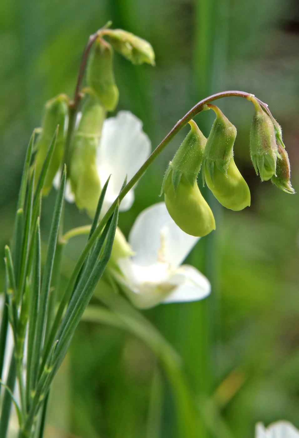 Image of Lathyrus pannonicus specimen.