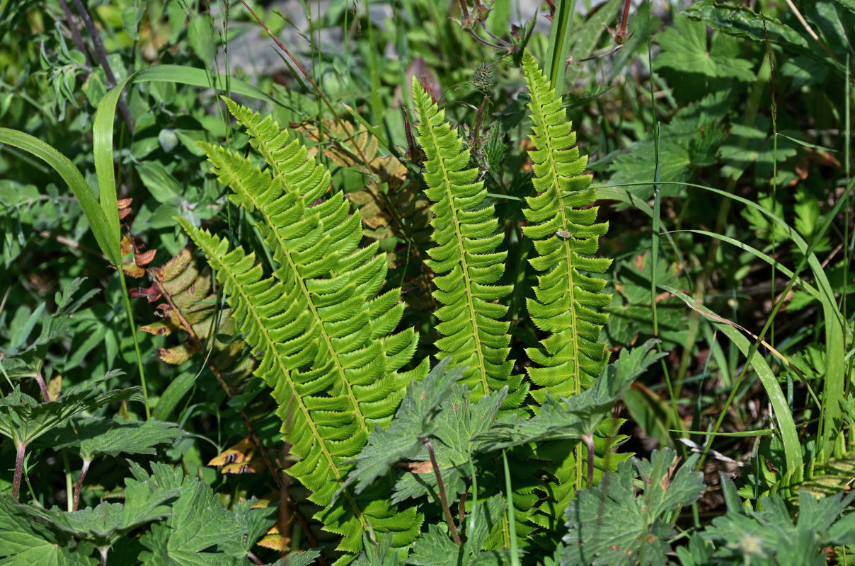 Изображение особи Polystichum lonchitis.