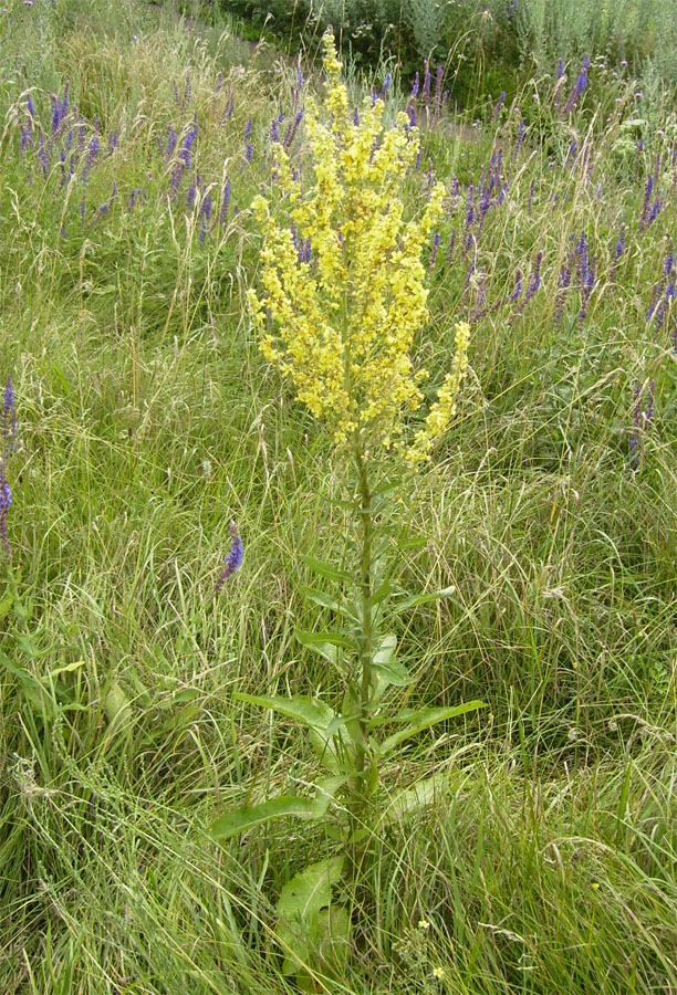 Image of Verbascum lychnitis specimen.