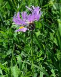 Centaurea willdenowii. Верхушка цветущего растения. Армения, обл. Гегаркуник, берег оз. Севан, гора Артаниш, ≈ 2400 м н.у.м., субальпийский луг. 23.06.2022.