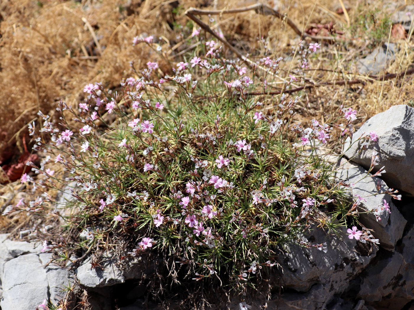 Image of Acantholimon alberti specimen.