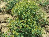 Euphorbia undulata