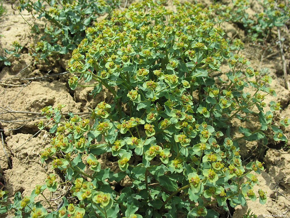 Image of Euphorbia undulata specimen.