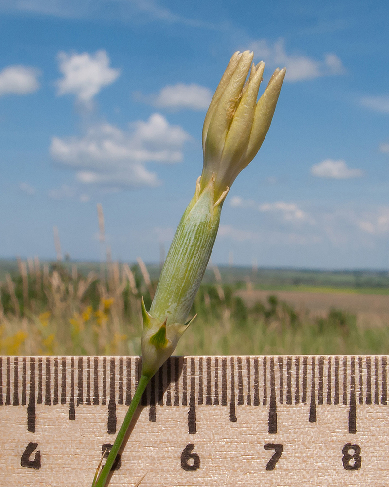 Image of Dianthus lanceolatus specimen.