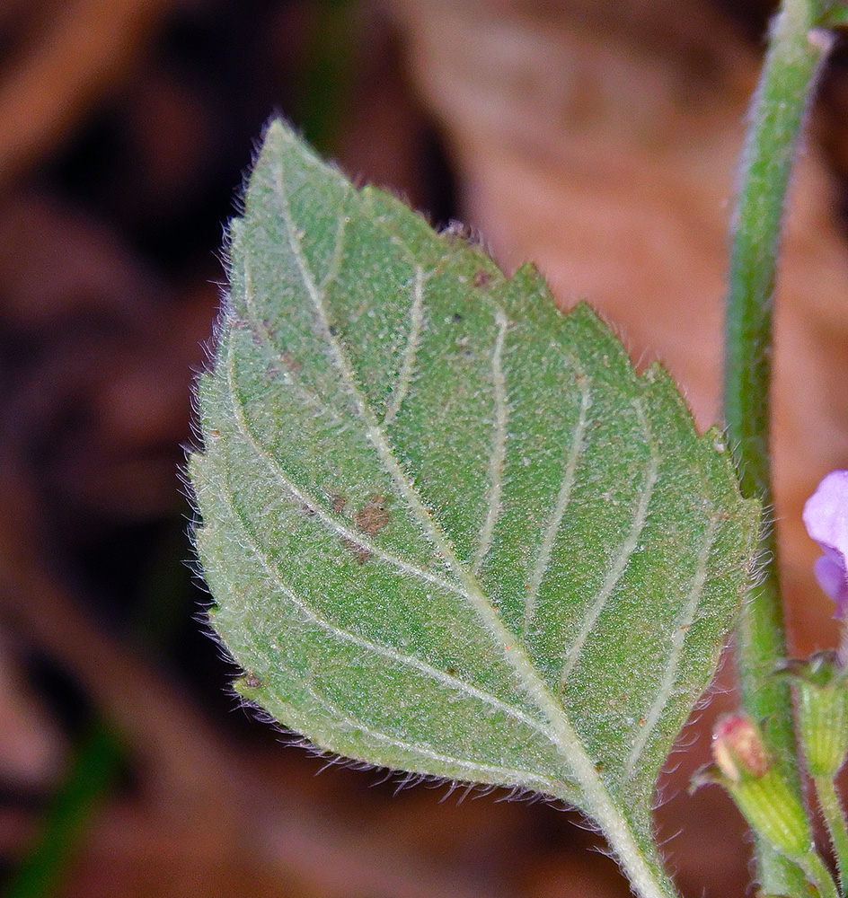 Image of Clinopodium nepeta specimen.