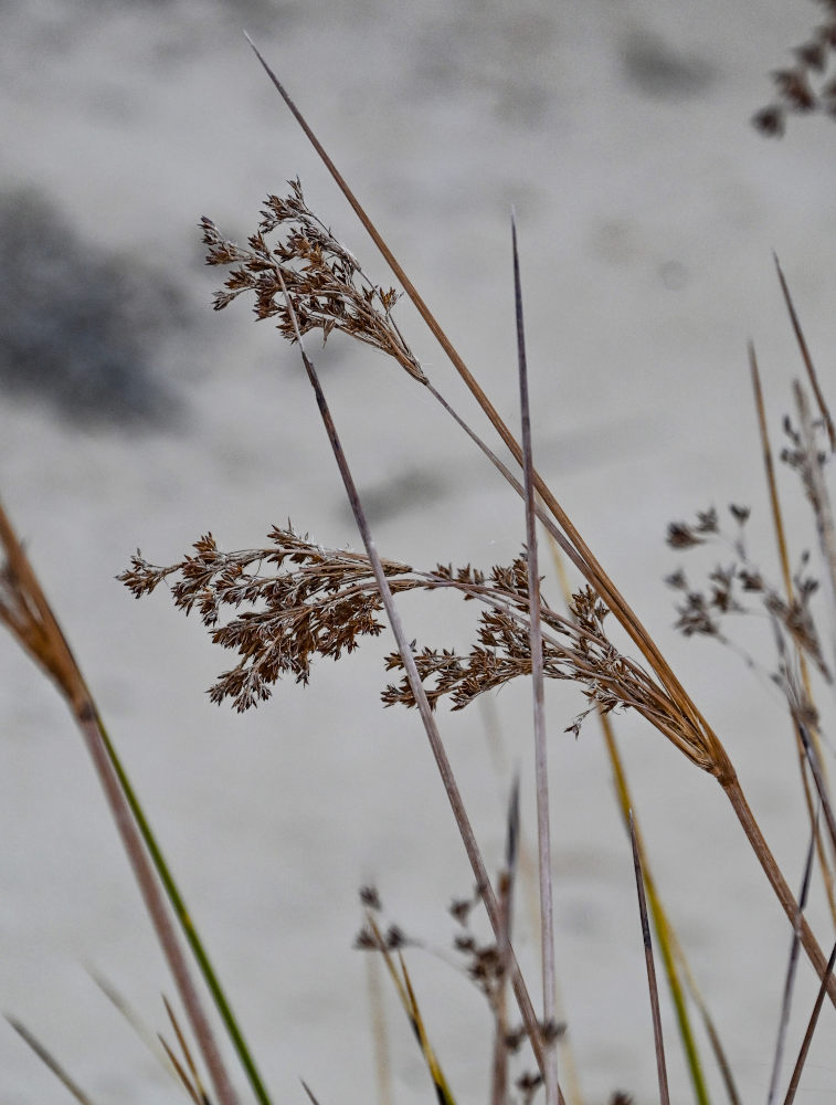 Image of Juncus arabicus specimen.