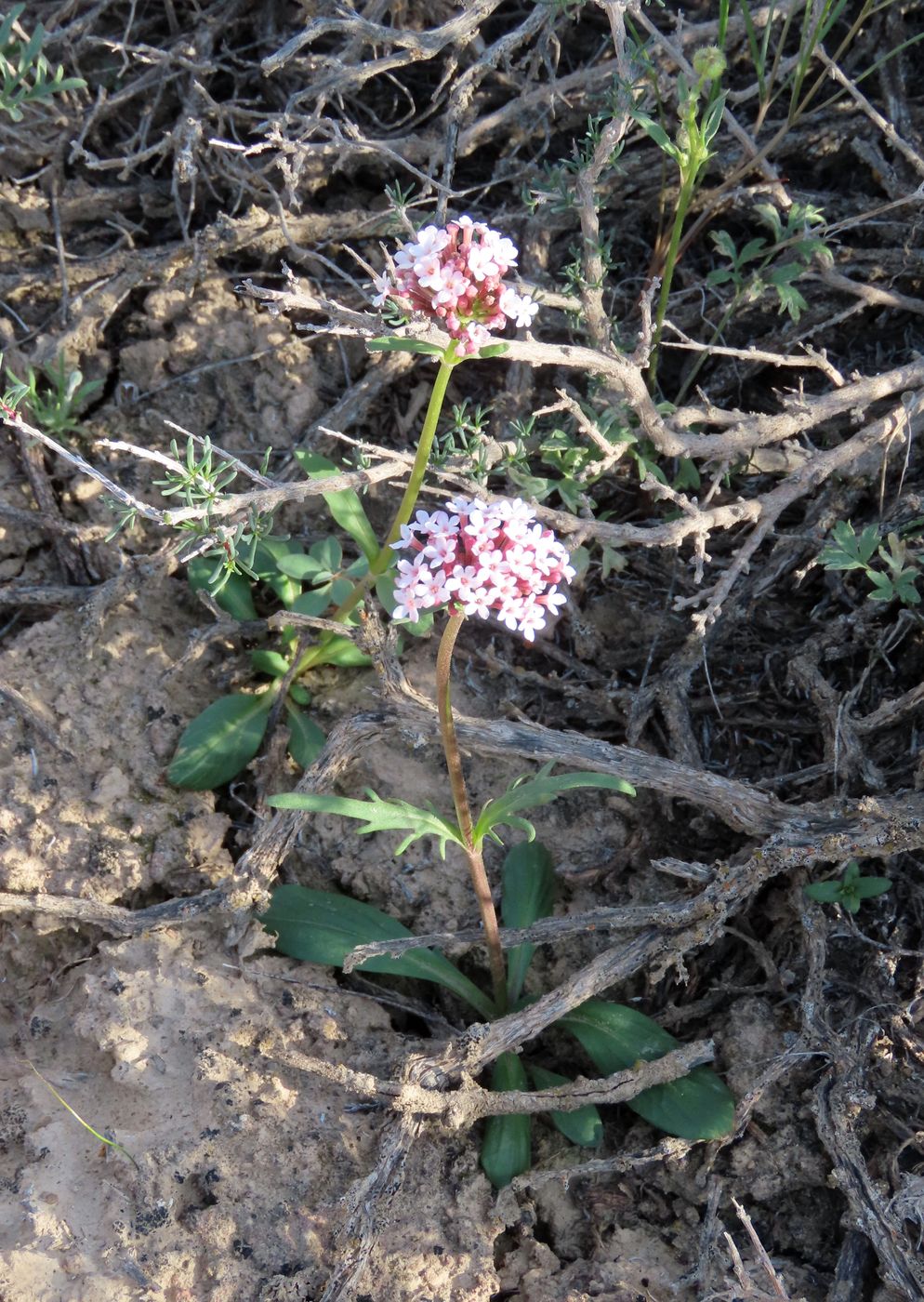 Image of Valeriana tuberosa specimen.