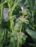 Lamium amplexicaule