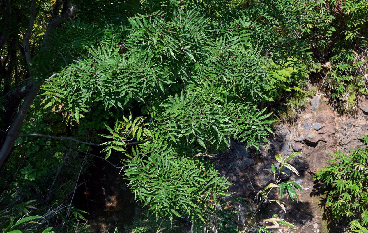 Изображение особи Sorbus commixta.