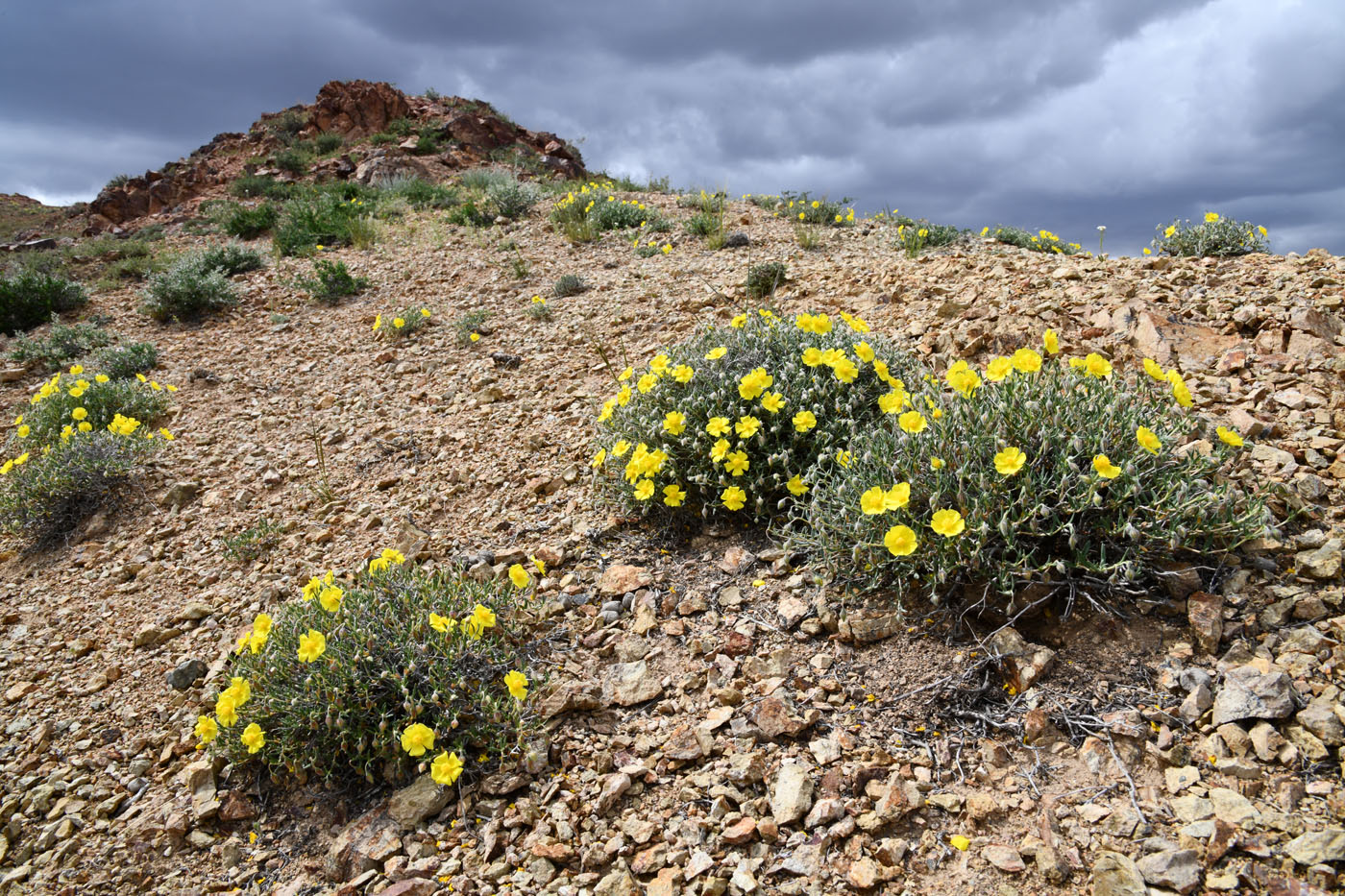 Image of Helianthemum songaricum specimen.