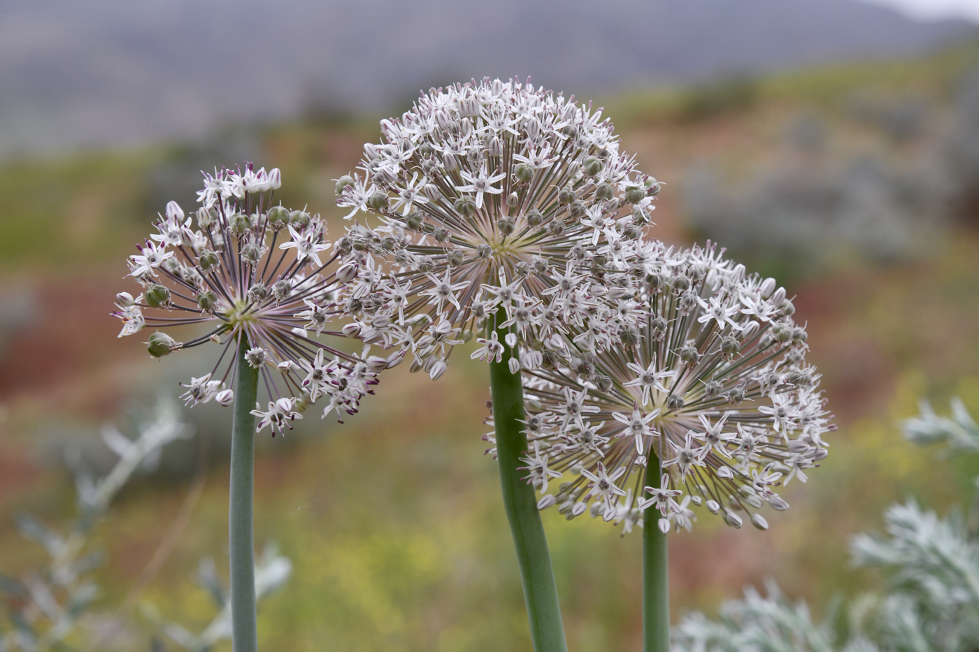 Изображение особи Allium subscabrum.