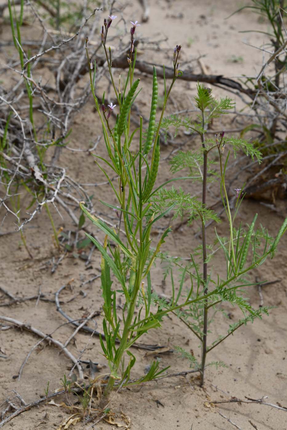 Image of Diptychocarpus strictus specimen.