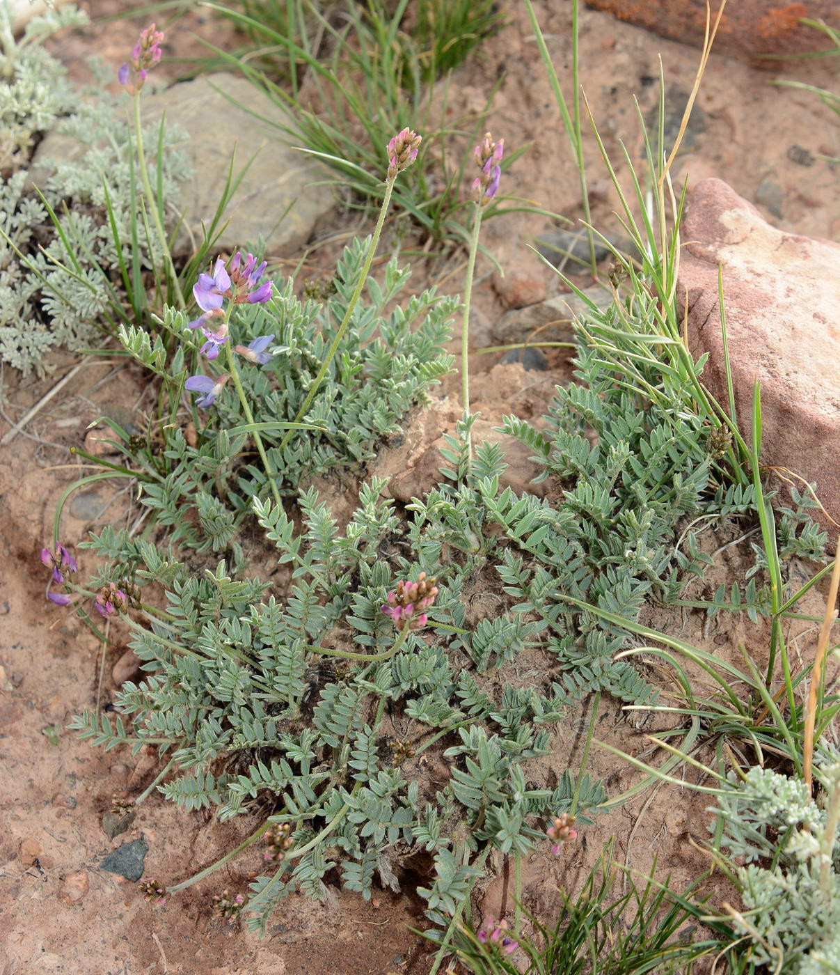 Image of Oxytropis ervicarpa specimen.