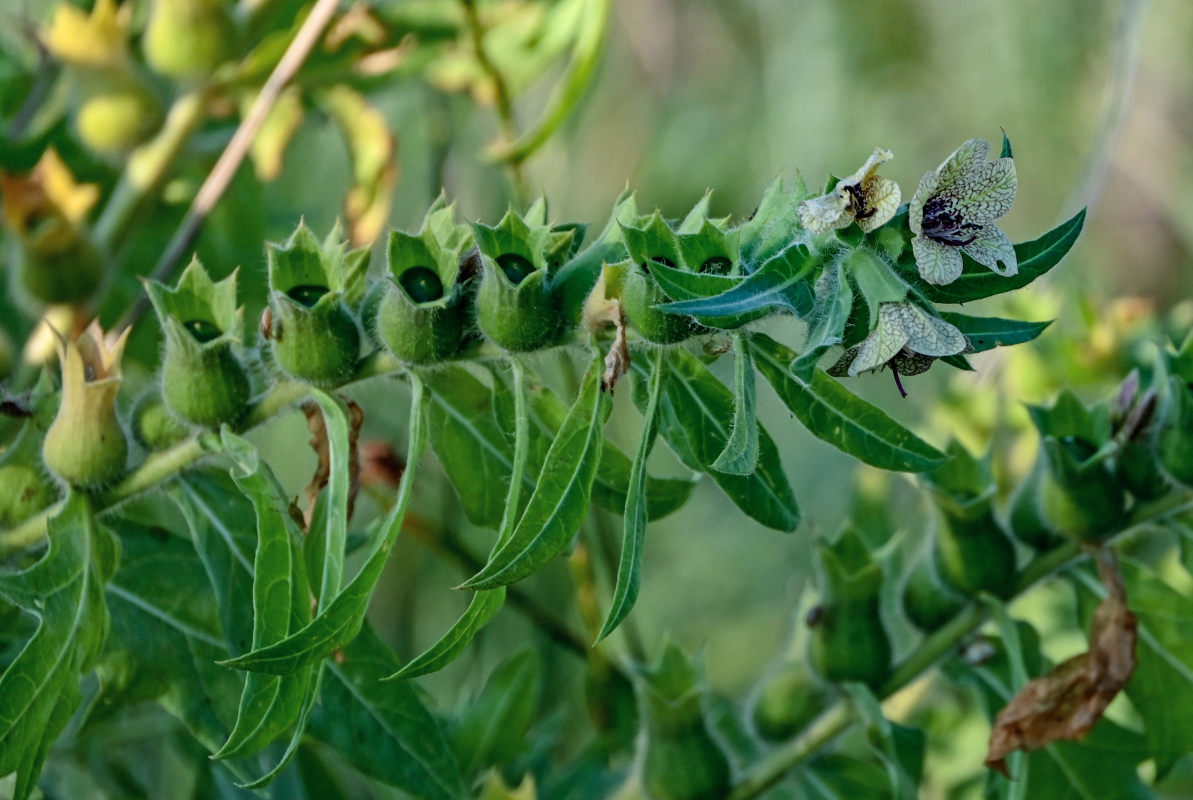 Изображение особи Hyoscyamus niger.