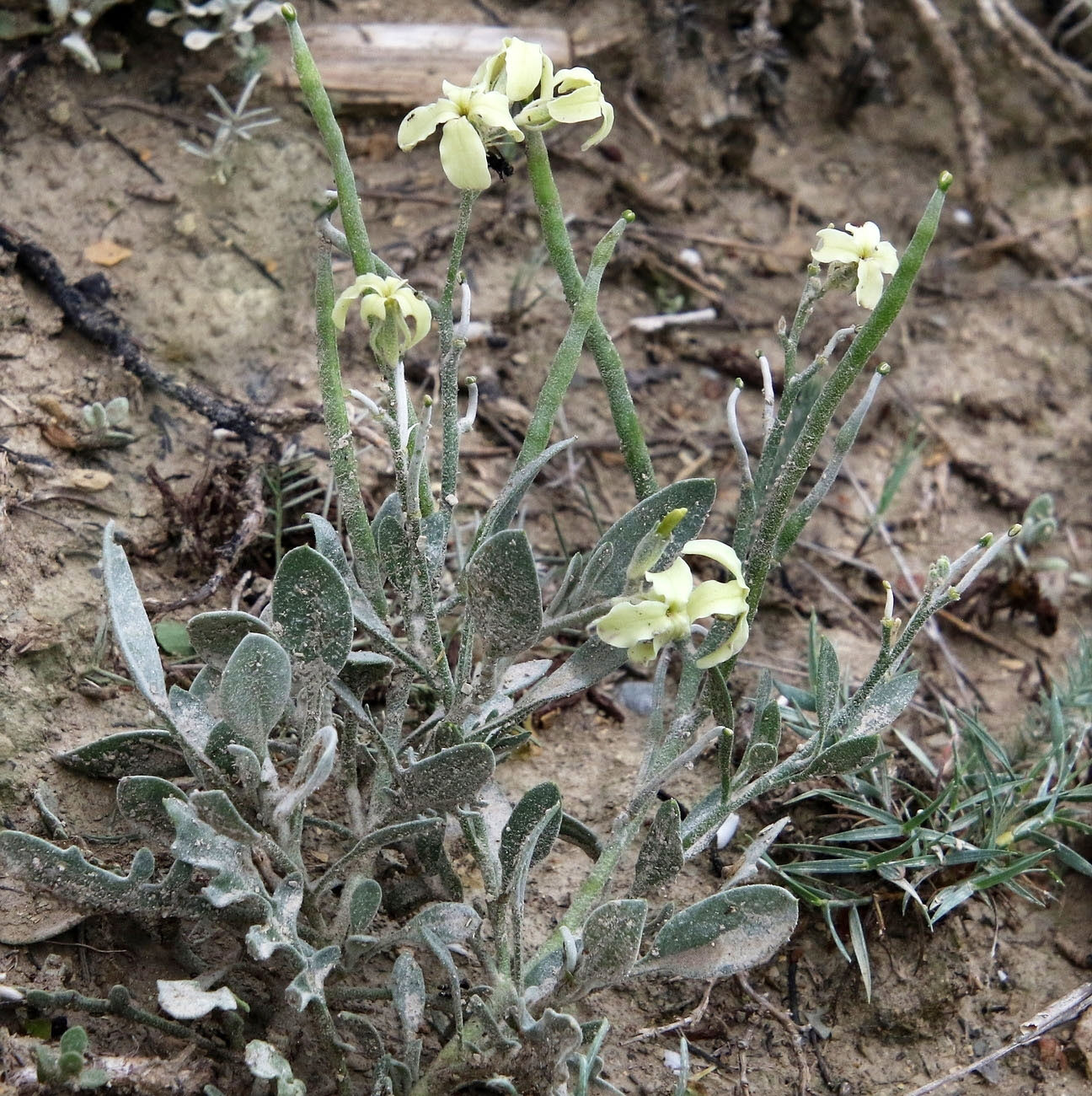 Image of Matthiola odoratissima specimen.