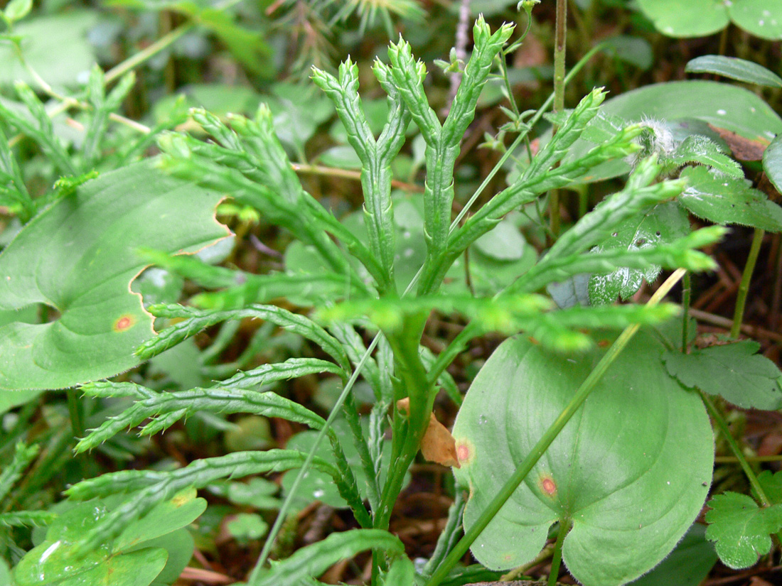 Изображение особи Diphasiastrum complanatum.