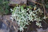 Cerastium biebersteinii