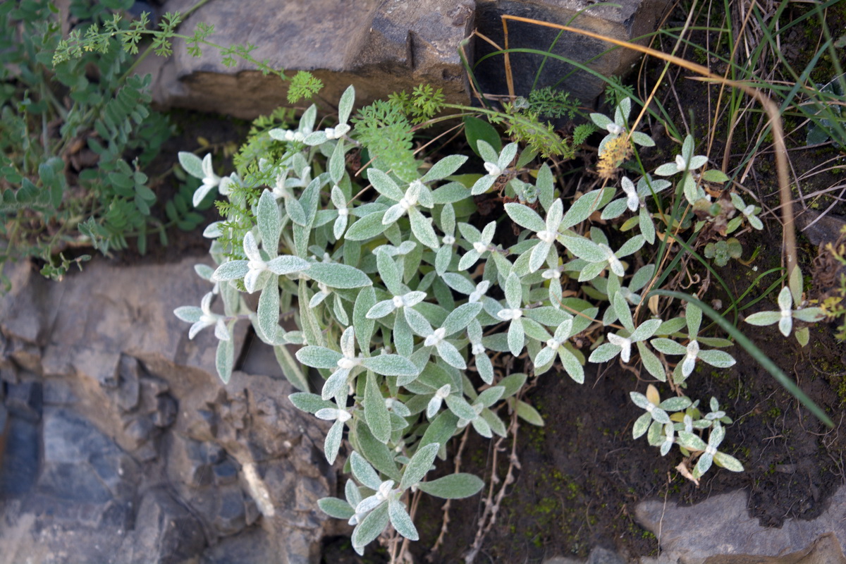 Изображение особи Cerastium biebersteinii.