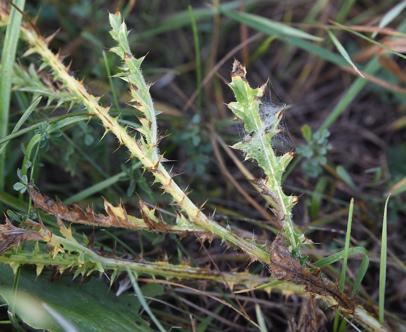 Изображение особи Carduus acanthoides.