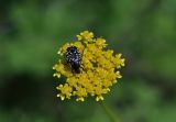 familia Apiaceae. Цветки с кормящейся бронзовкой Oxythyrea cinctella. Грузия, Мцхета-Мтианети, окр. монастыря Джвари, луг. 6 мая 2019 г.