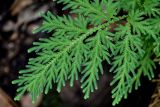 Selaginella biformis. Верхушка побега с формирующимися стробилами (?). Китай, Гуанси-Чжуанский автономный р-н, г. Синпин, широколиственный лес, каменисто-глинистый склон. 01.06.2024.