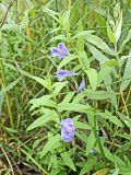 Scutellaria ochotensis. Цветущие растения. Хабаровский край, окр. г. Комсомольск-на-Амуре, разнотравный луг. 25.07.2024.