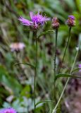 Centaurea jacea. Верхушка побега с соцветием. Тверская обл., Конаковский р-н, долина р. Сестра, опушка смешанного леса. 07.09.2024.