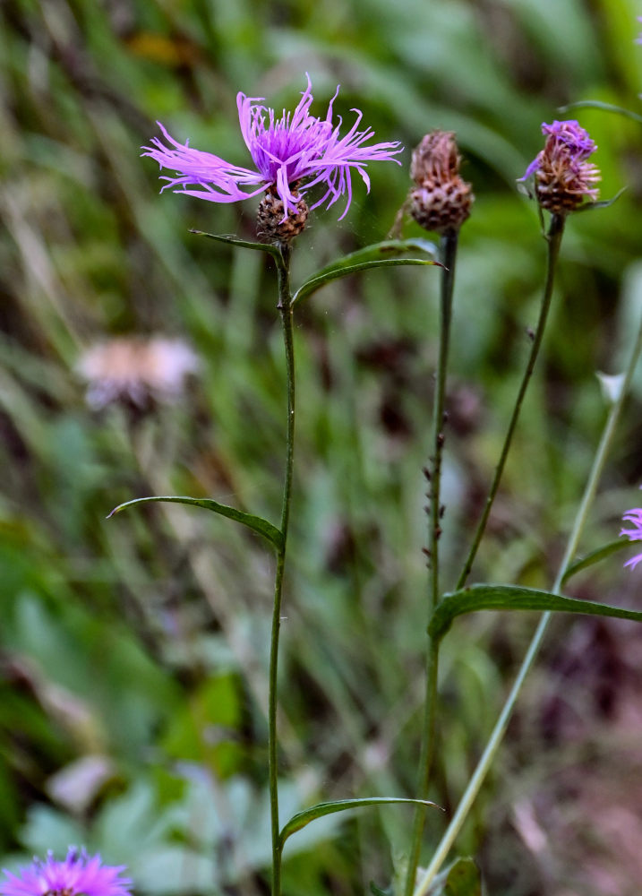 Image of Centaurea jacea specimen.