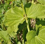 Valeriana tiliifolia. Часть побега. Кабардино-Балкария, Эльбрусский р-н, нижняя часть склона горы Чегет, выс. ок. 2200 м н.у.м., обочина дороги в смешанном лесу (берёза). 08.07.2009.